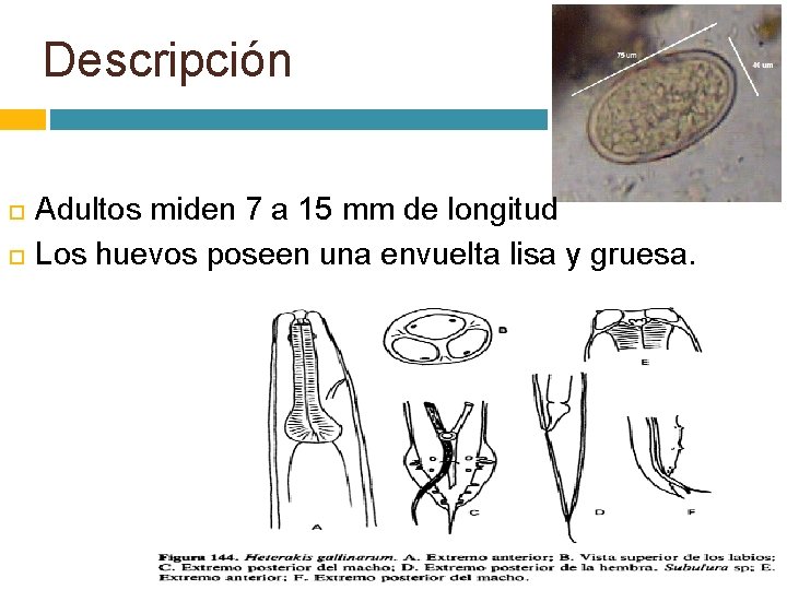 Descripción Adultos miden 7 a 15 mm de longitud Los huevos poseen una envuelta