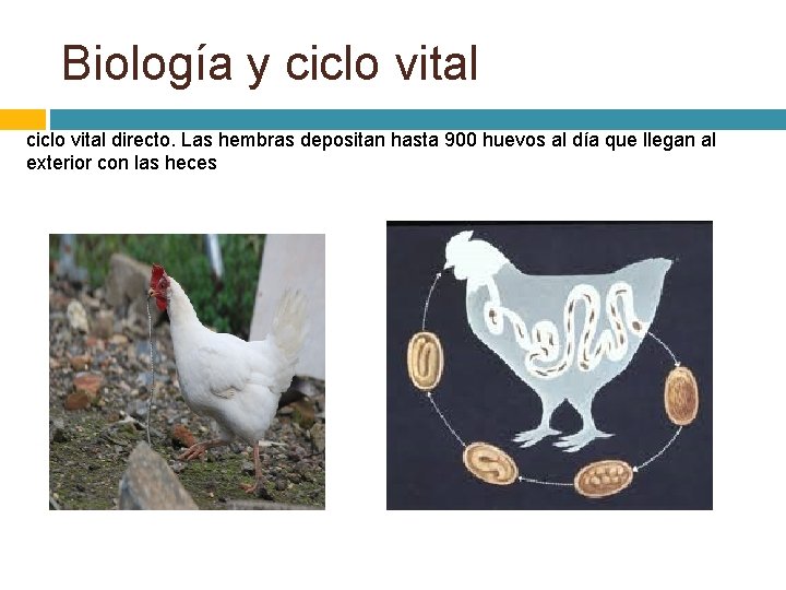 Biología y ciclo vital directo. Las hembras depositan hasta 900 huevos al día que