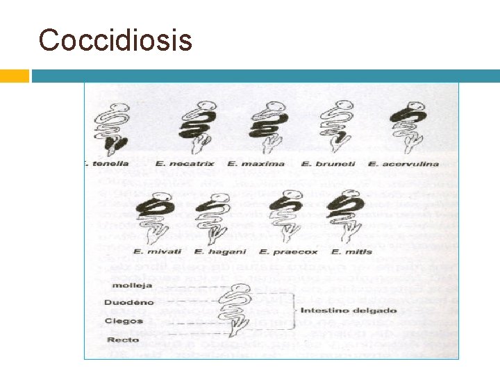 Coccidiosis 