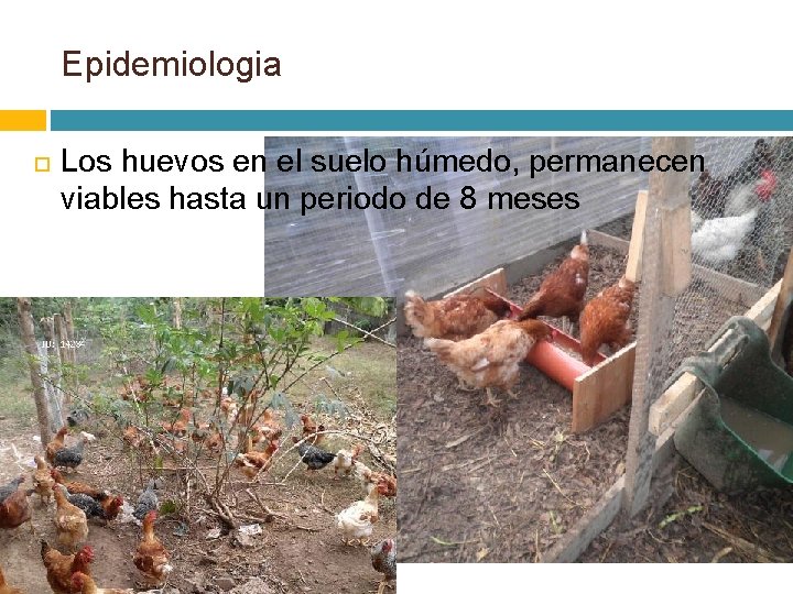 Epidemiologia Los huevos en el suelo húmedo, permanecen viables hasta un periodo de 8