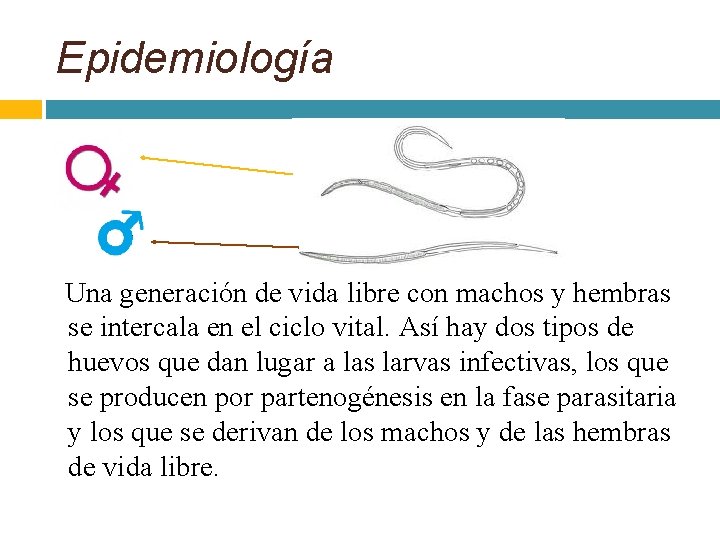 Epidemiología Una generación de vida libre con machos y hembras se intercala en el