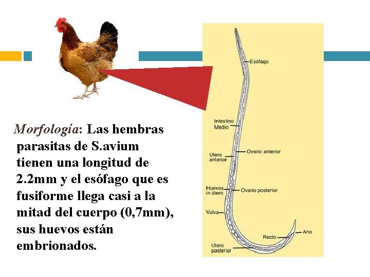 Morfología: Las hembras parasitas de S. avium tienen una longitud de 2. 2 mm