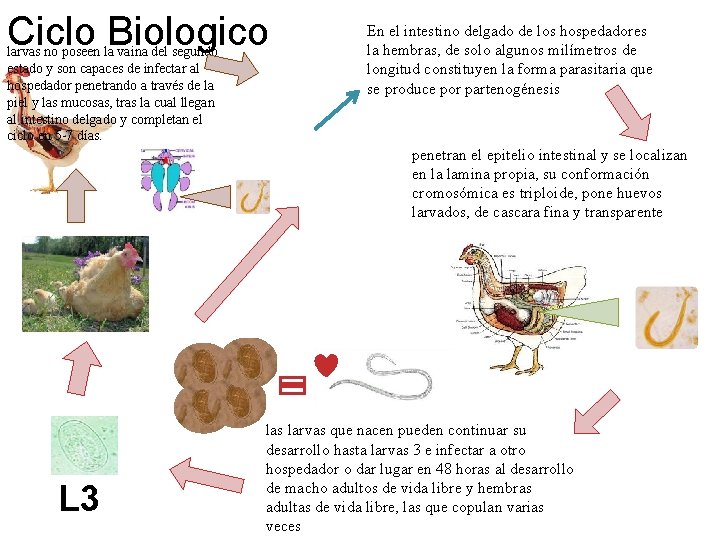Ciclo Biologico larvas no poseen la vaina del segundo estado y son capaces de