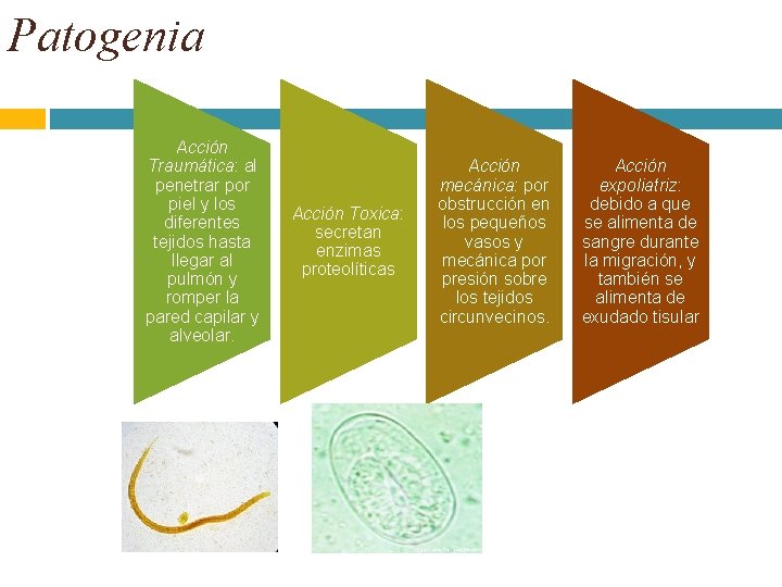 Patogenia Acción Traumática: al penetrar por piel y los diferentes tejidos hasta llegar al