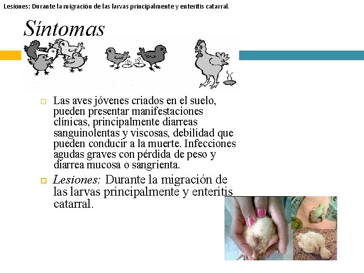 Lesiones: Durante la migración de las larvas principalmente y enteritis catarral. Síntomas Las aves