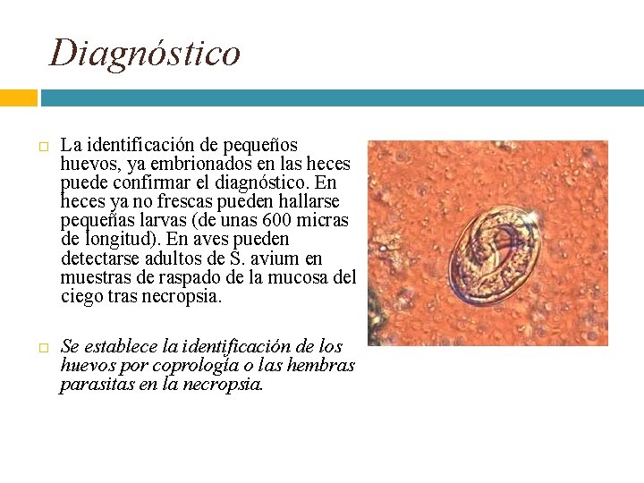 Diagnóstico La identificación de pequeños huevos, ya embrionados en las heces puede confirmar el