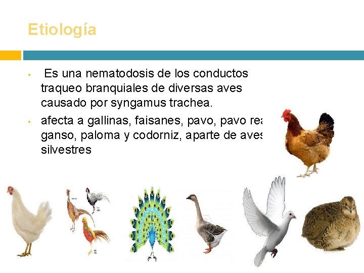 Etiología • • Es una nematodosis de los conductos traqueo branquiales de diversas aves