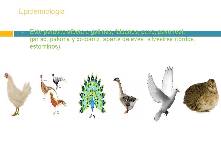 Epidemiologia • Este parasito afecta a gallinas, faisanes, pavo real, ganso, paloma y codorniz,