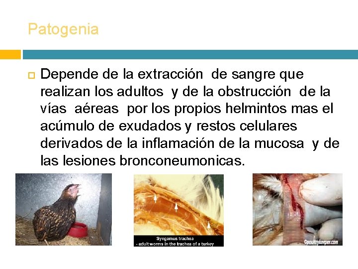 Patogenia Depende de la extracción de sangre que realizan los adultos y de la