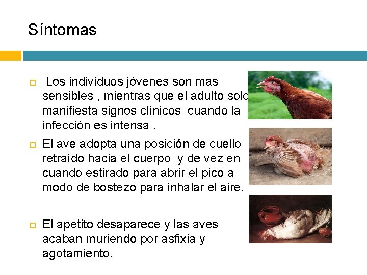 Síntomas Los individuos jóvenes son mas sensibles , mientras que el adulto solo manifiesta