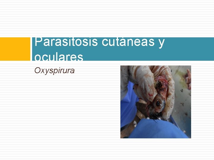 Parasitosis cutáneas y oculares Oxyspirura 
