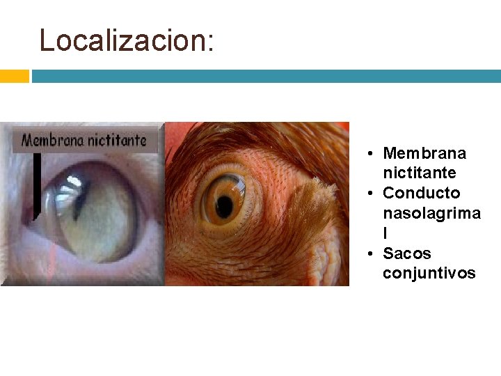 Localizacion: • Membrana nictitante • Conducto nasolagrima l • Sacos conjuntivos 