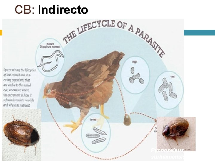 CB: Indirecto I Pycnoseleus surinamensis 