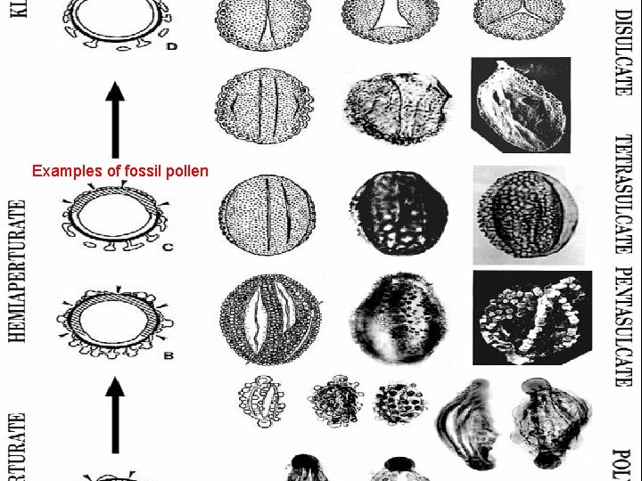 Examples of fossil pollen 