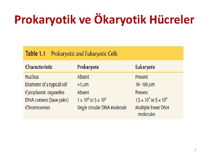 Prokaryotik ve Ökaryotik Hücreler 1 