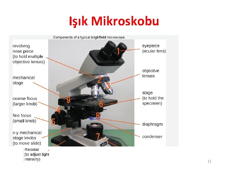 Işık Mikroskobu 11 