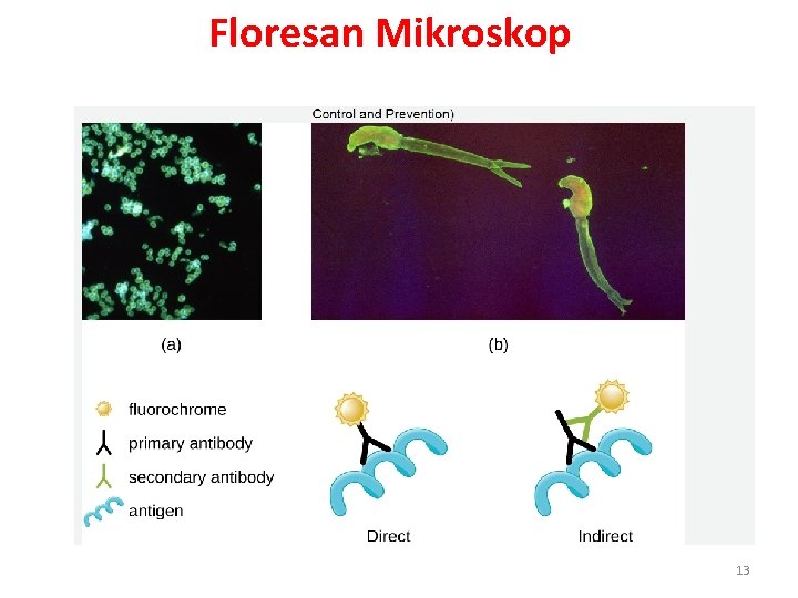 Floresan Mikroskop 13 