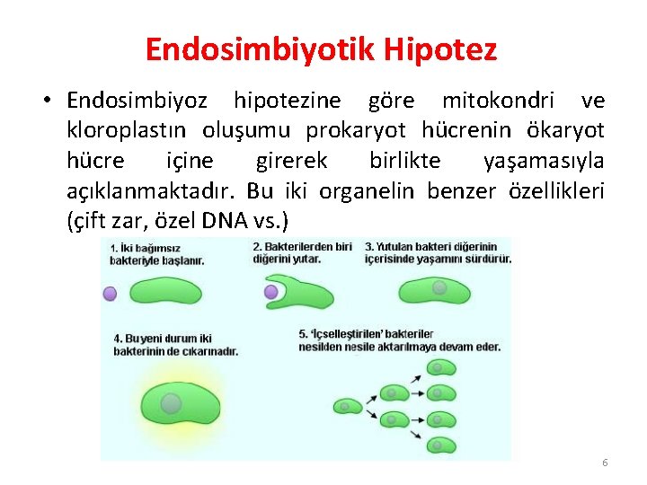 Endosimbiyotik Hipotez • Endosimbiyoz hipotezine göre mitokondri ve kloroplastın oluşumu prokaryot hücrenin ökaryot hücre