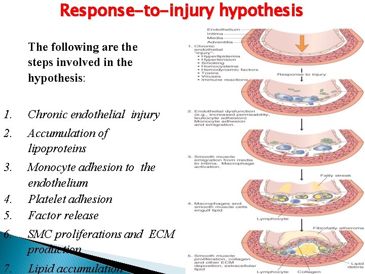 Response-to-injury hypothesis The following are the steps involved in the hypothesis: 1. Chronic endothelial