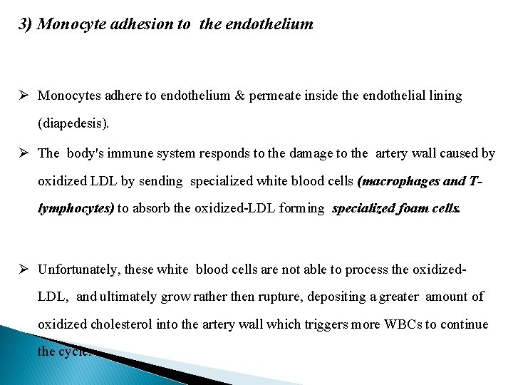 3) Monocyte adhesion to the endothelium Ø Monocytes adhere to endothelium & permeate inside