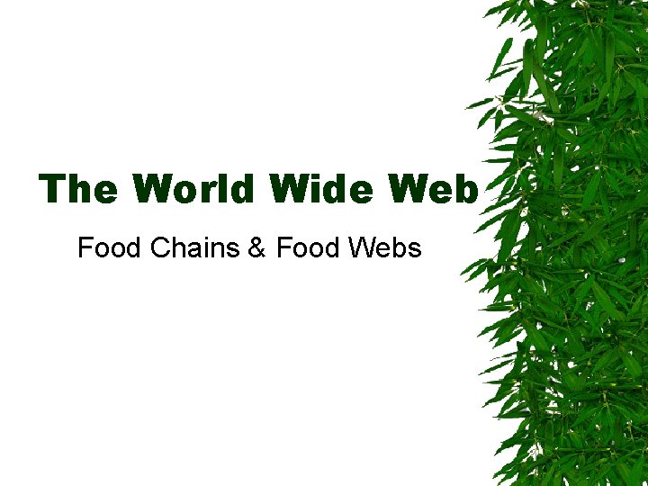 The World Wide Web Food Chains & Food Webs 