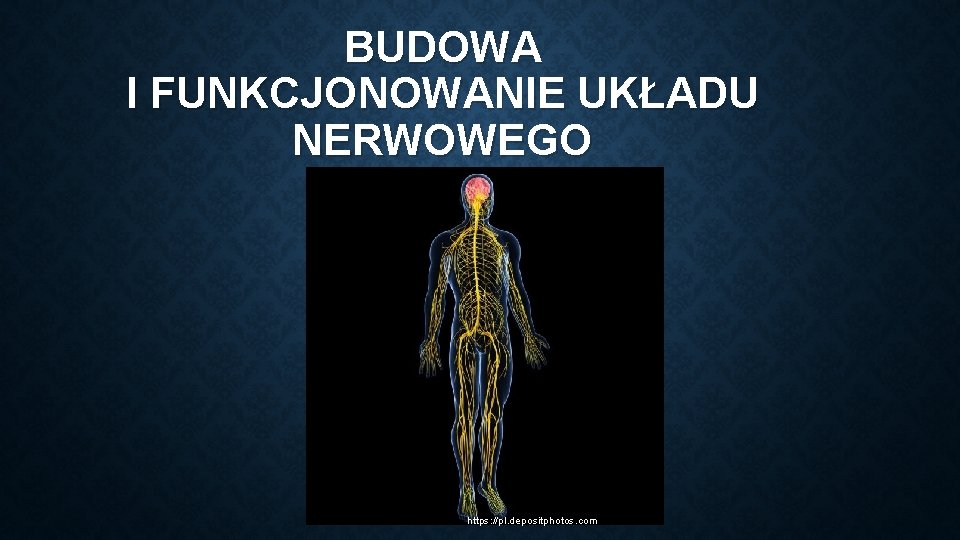 BUDOWA I FUNKCJONOWANIE UKŁADU NERWOWEGO https: //pl. depositphotos. com 