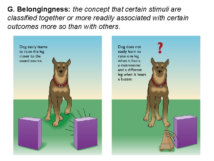 G. Belongingness: the concept that certain stimuli are classified together or more readily associated
