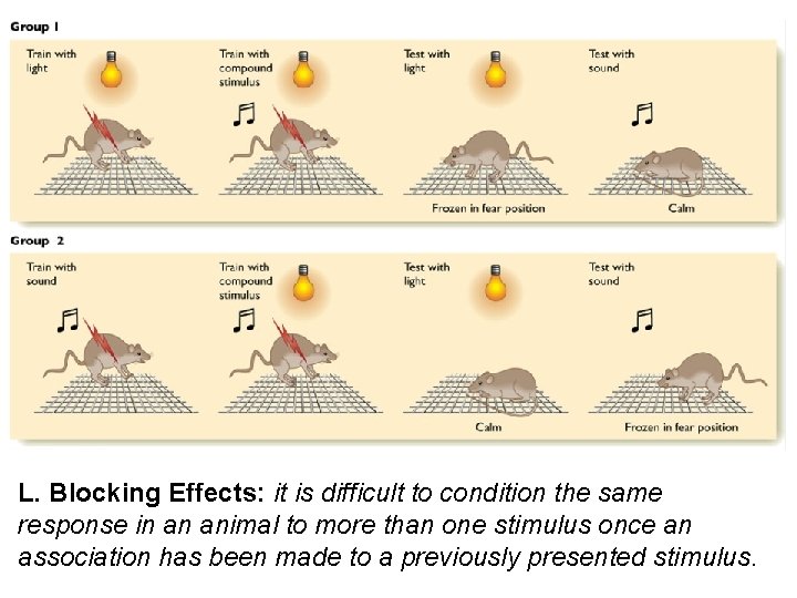 L. Blocking Effects: it is difficult to condition the same response in an animal