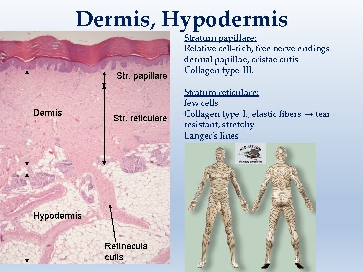 Dermis, Hypodermis Str. papillare Dermis Str. reticulare Hypodermis Retinacula cutis Stratum papillare: Relative cell-rich,