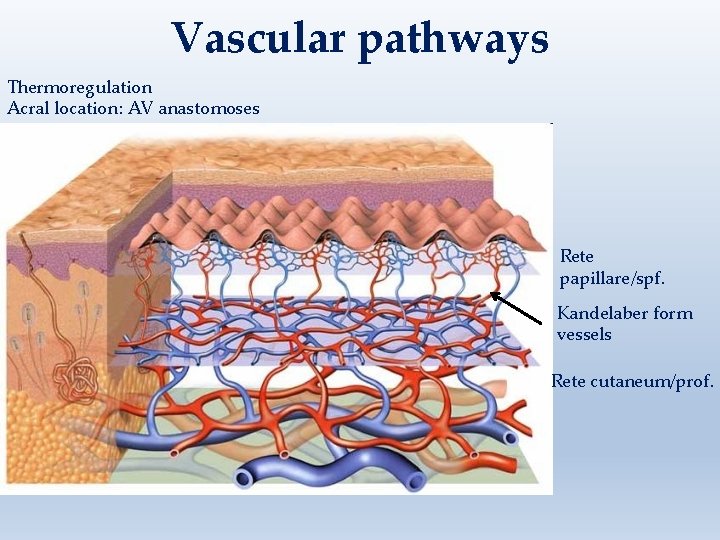 Vascular pathways Thermoregulation Acral location: AV anastomoses Rete papillare/spf. Kandelaber form vessels Rete cutaneum/prof.