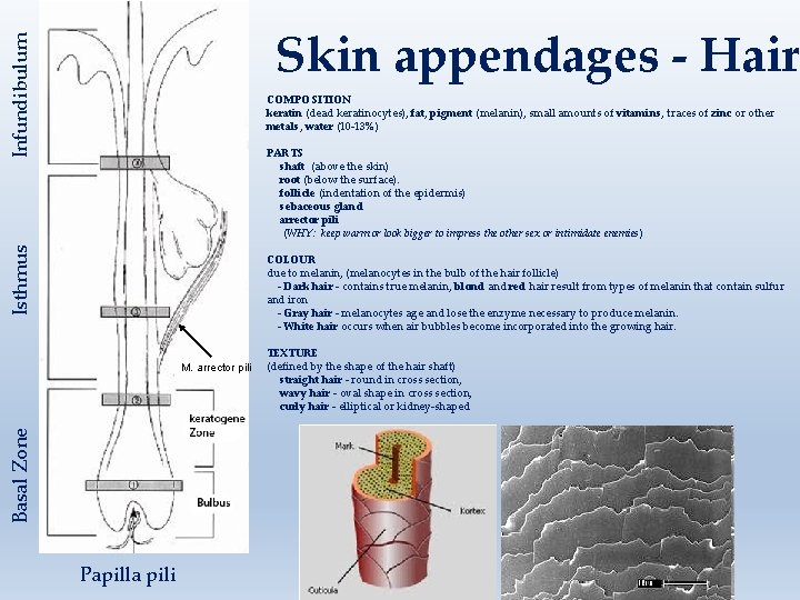 Infundibulum Skin appendages - Hair COMPOSITION keratin (dead keratinocytes), fat, pigment (melanin), small amounts