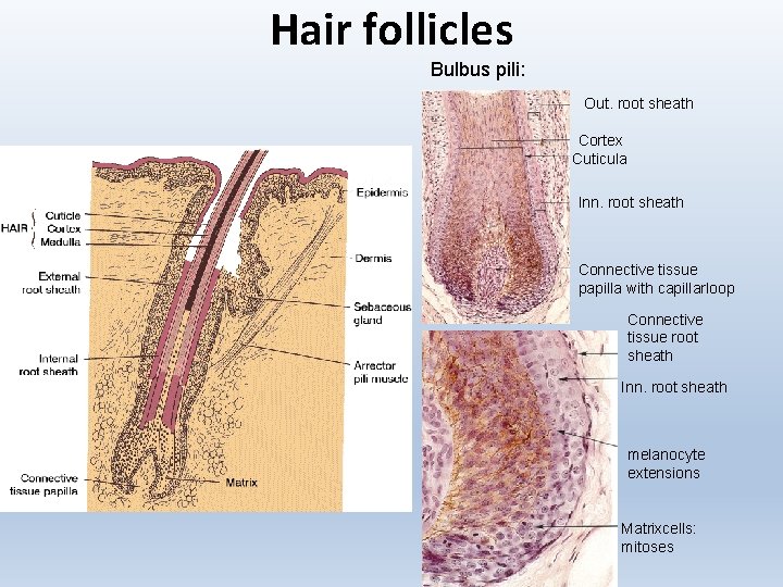 Hair follicles Bulbus pili: Out. root sheath Cortex Cuticula Inn. root sheath Connective tissue