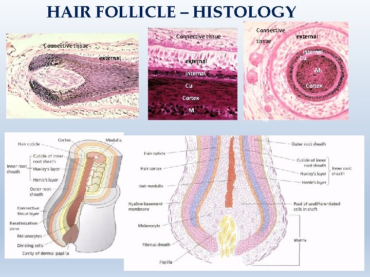 HAIR FOLLICLE – HISTOLOGY Connective tissue external internal Cu external M internal Cu Cortex