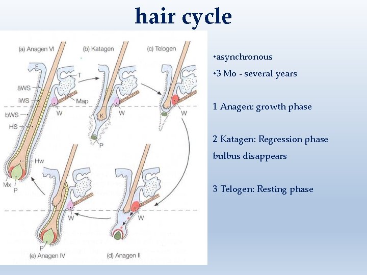 hair cycle • asynchronous • 3 Mo - several years 1 Anagen: growth phase