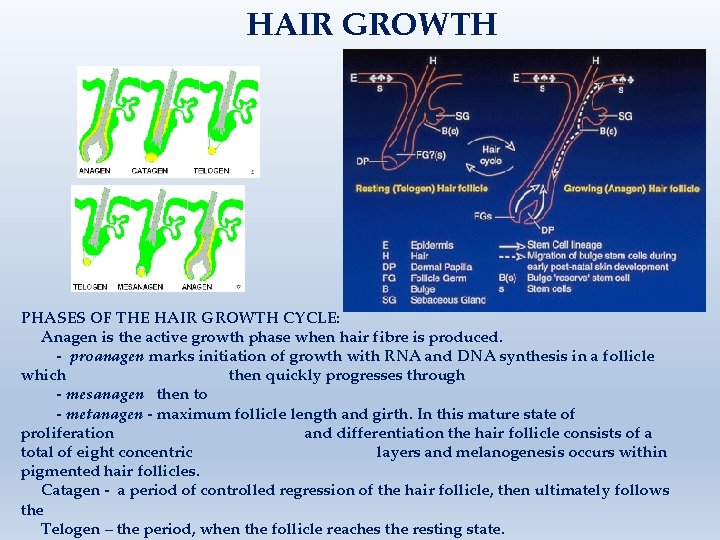 HAIR GROWTH PHASES OF THE HAIR GROWTH CYCLE: Anagen is the active growth phase