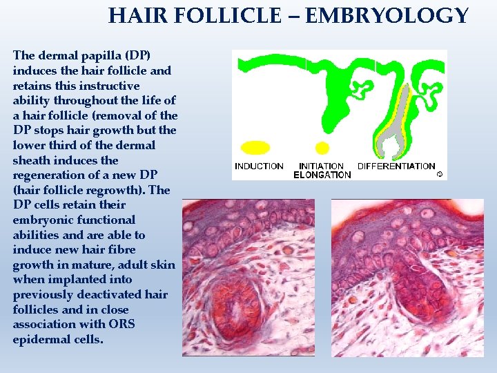 HAIR FOLLICLE – EMBRYOLOGY The dermal papilla (DP) induces the hair follicle and retains