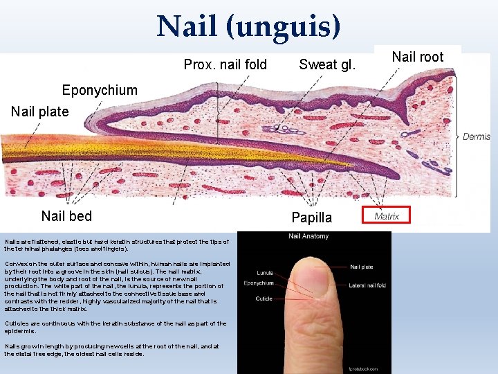 Nail (unguis) Prox. nail fold Sweat gl. Eponychium Nail plate Nail bed Nails are