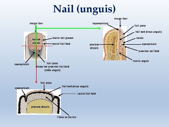 Nail (unguis) margo liber hyponychium Nail plate Nail bed (sinus unguis) lateral nail groove