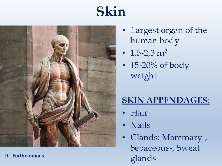 Skin • Largest organ of the human body • 1, 5 -2, 3 m