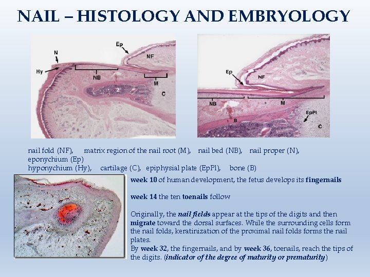 NAIL – HISTOLOGY AND EMBRYOLOGY nail fold (NF), matrix region of the nail root