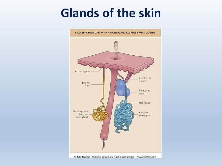 Glands of the skin 