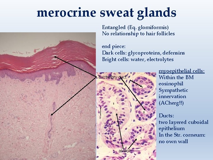 merocrine sweat glands Entangled (Eq. glomiformis) No relationship to hair follicles end piece: Dark