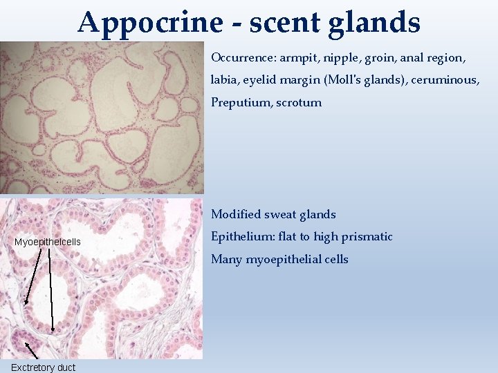 Appocrine - scent glands Occurrence: armpit, nipple, groin, anal region, labia, eyelid margin (Moll's