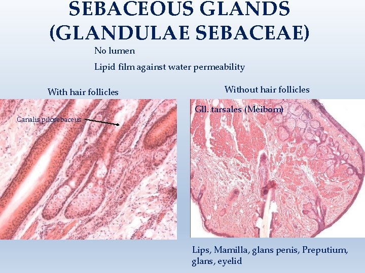 SEBACEOUS GLANDS (GLANDULAE SEBACEAE) No lumen Lipid film against water permeability With hair follicles