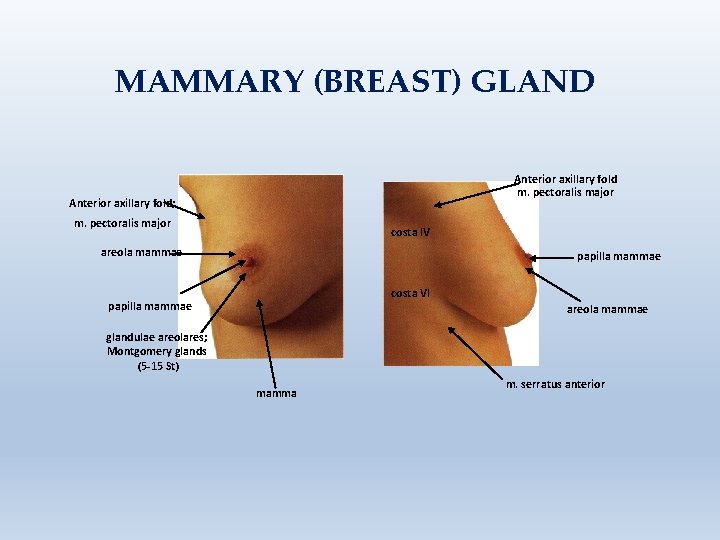 MAMMARY (BREAST) GLAND Anterior axillary fold m. pectoralis major Anterior axillary fold; m. pectoralis