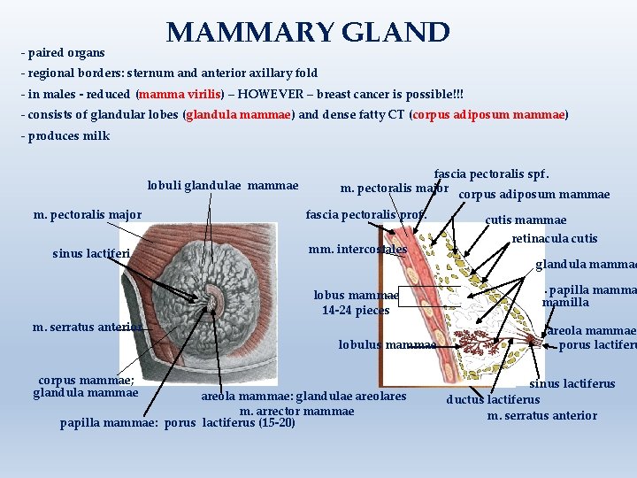 - paired organs MAMMARY GLAND - regional borders: sternum and anterior axillary fold -