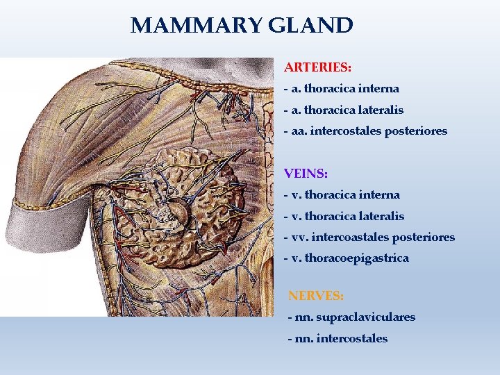 MAMMARY GLAND ARTERIES: - a. thoracica interna - a. thoracica lateralis - aa. intercostales