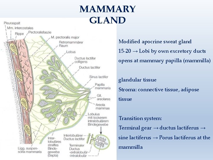 MAMMARY GLAND Modified apocrine sweat gland 15 -20 → Lobi by own excretory ducts