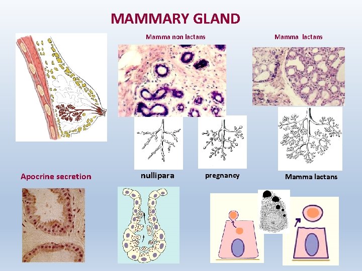 MAMMARY GLAND Mamma non lactans Apocrine secretion nullipara pregnancy Mamma lactans 