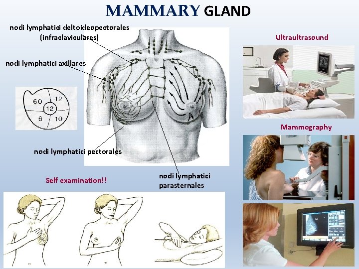 MAMMARY GLAND nodi lymphatici deltoideopectorales (infraclaviculares) Ultraultrasound nodi lymphatici axillares Mammography nodi lymphatici pectorales